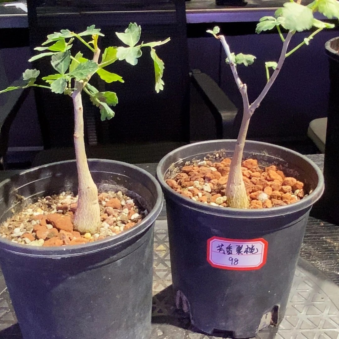 芳香裂榄一个带盆