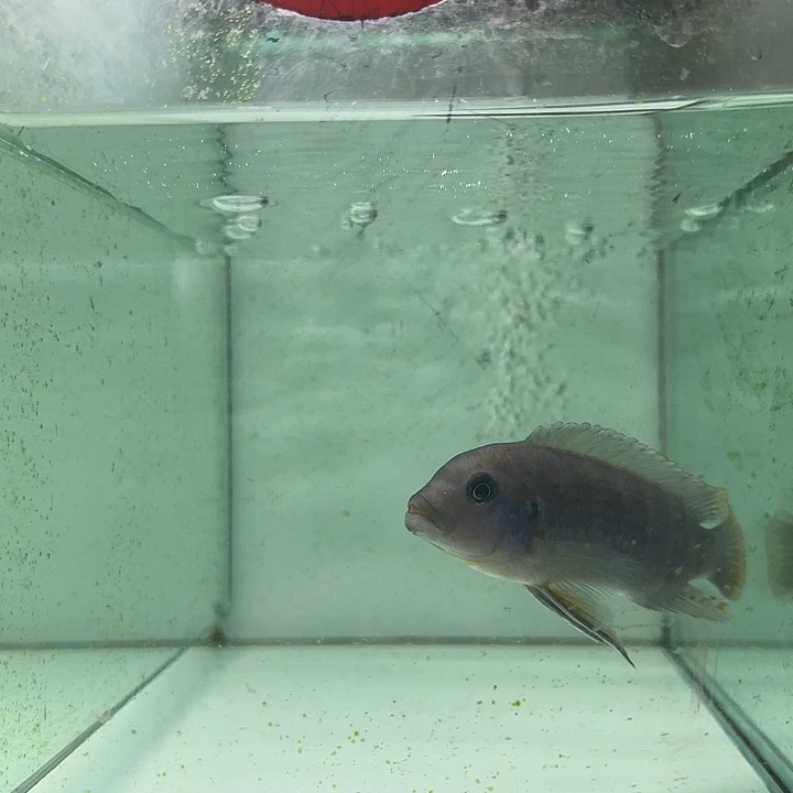 海水114号野生马孔德费恩