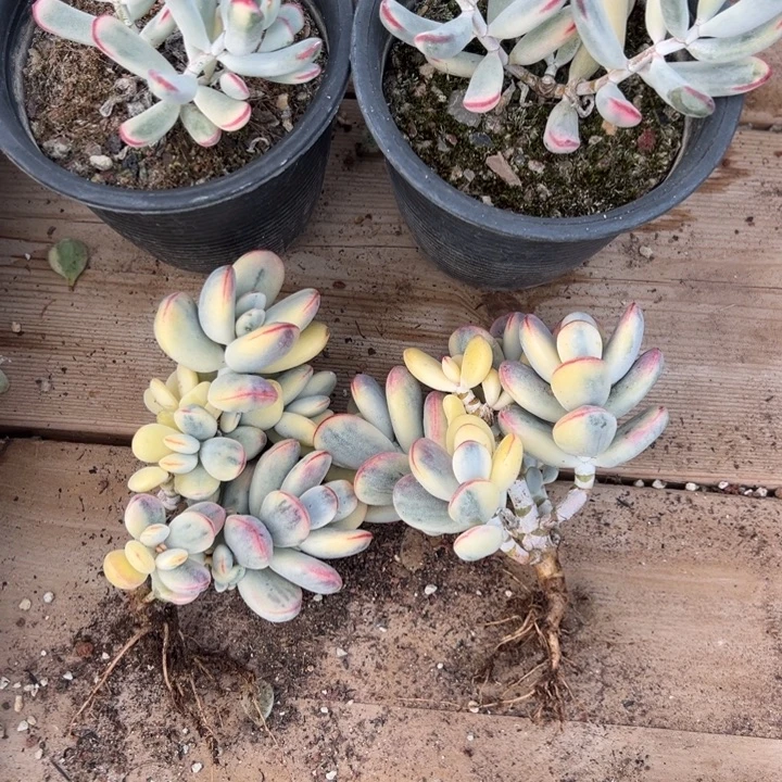 无花朵104号福娘锦两个➕棒叶两个