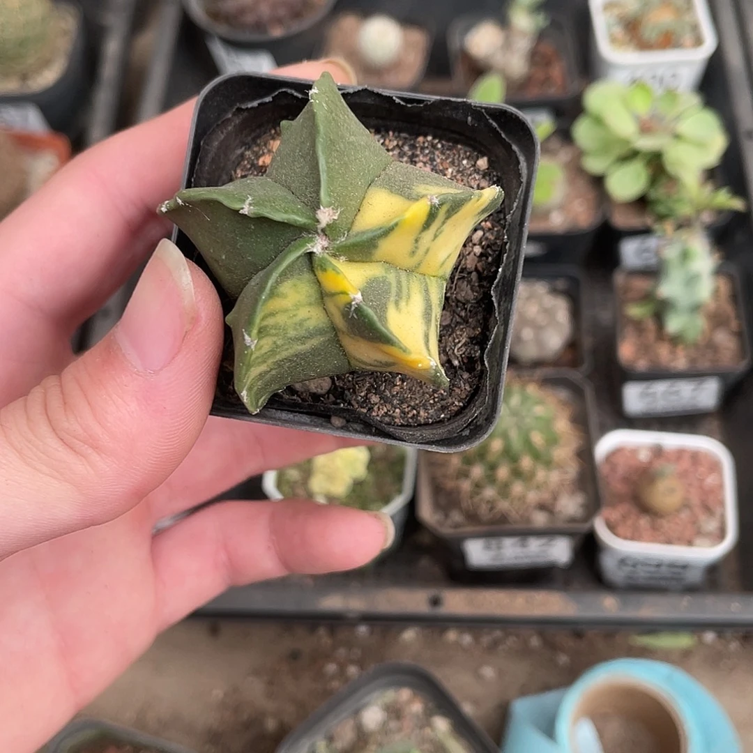 777五角锦（满18包邮）