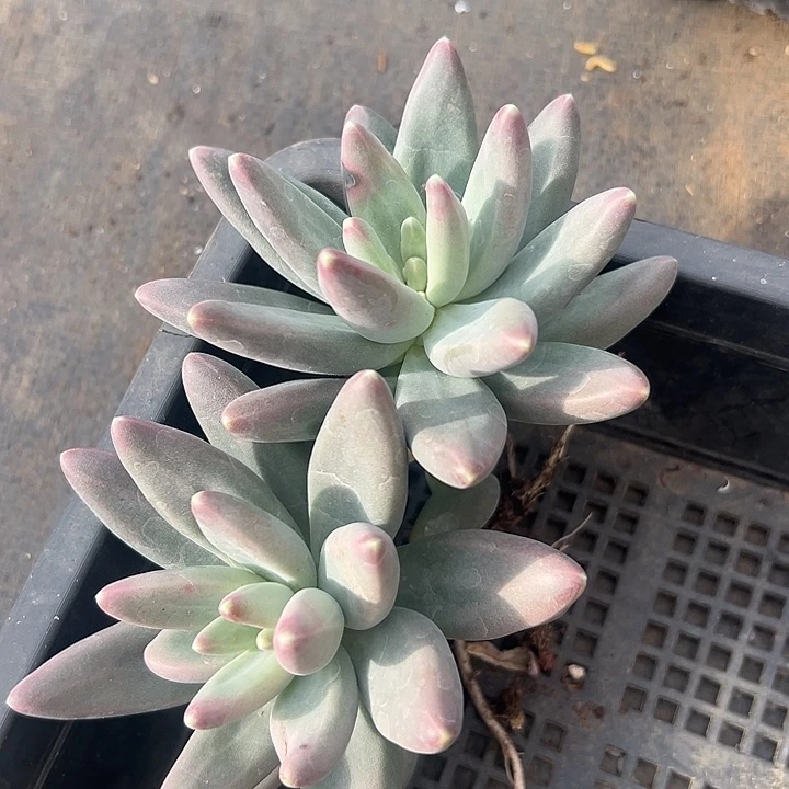 戴蒙德美人特价福利