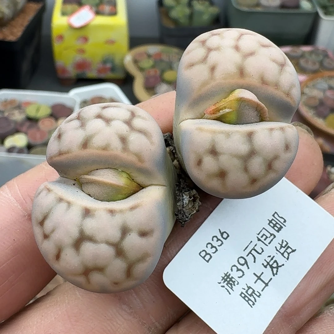 336多肉哈哈哈哈哈哈哈
