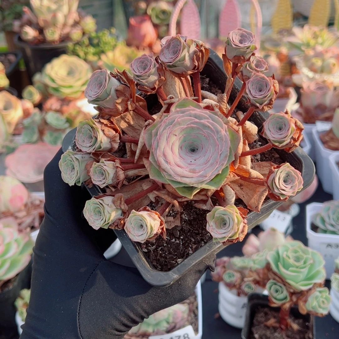 伊***儿340紫梦飘枝群福利。    (少量断枝不售后）