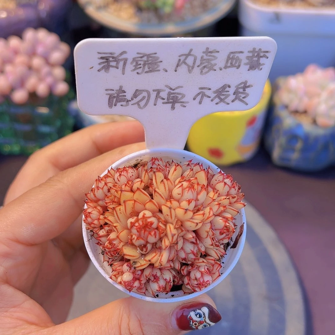 剑思,多肉植物……