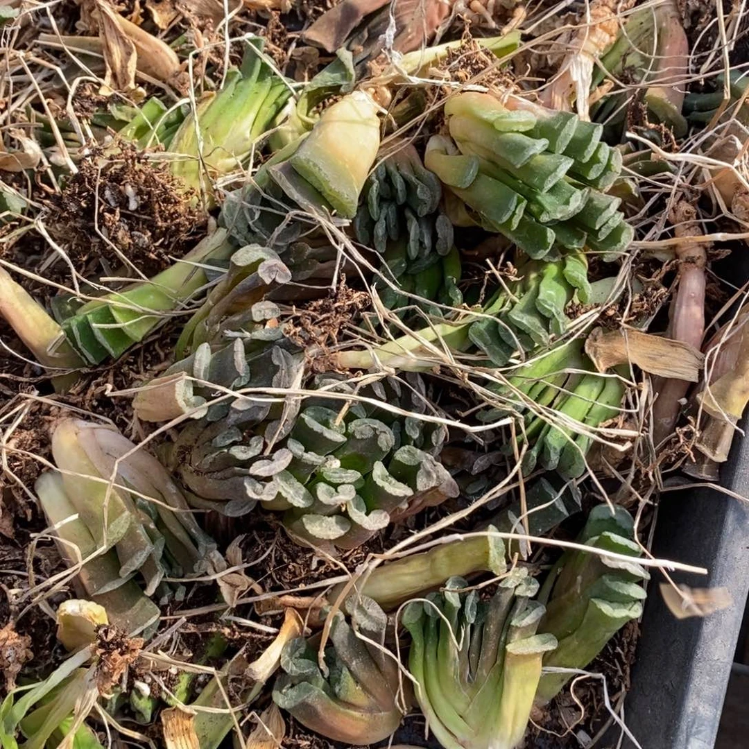 2712 一颗实生小玉扇。