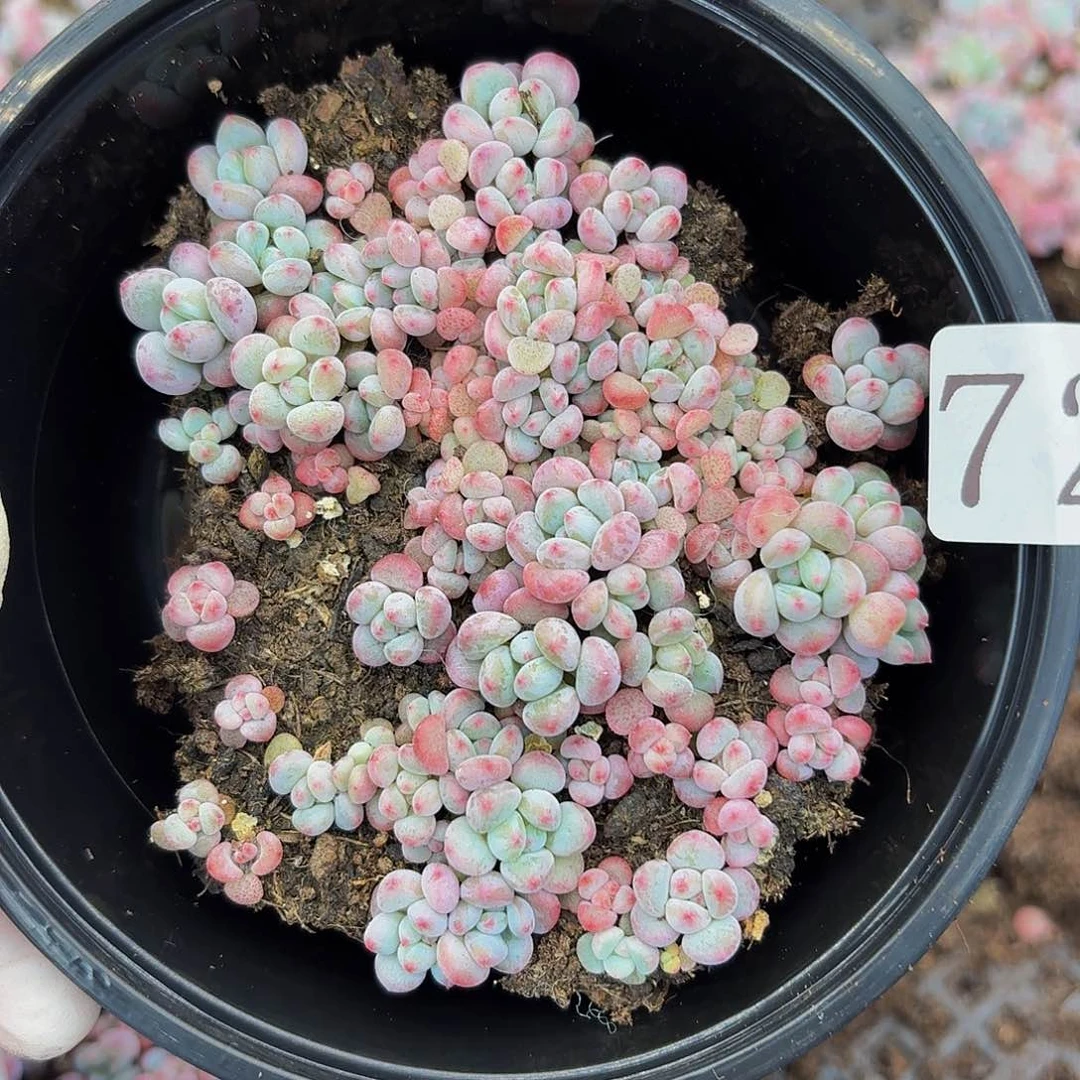 多肉植物多肉植物72