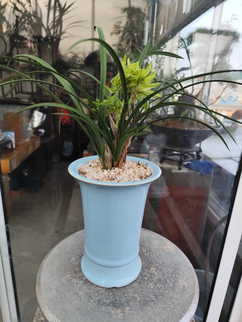 精品传统春兰老品种兰