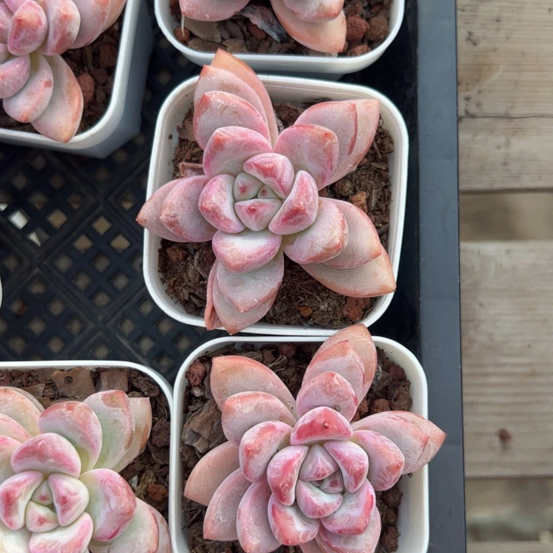 单头樱花多肉植物精品