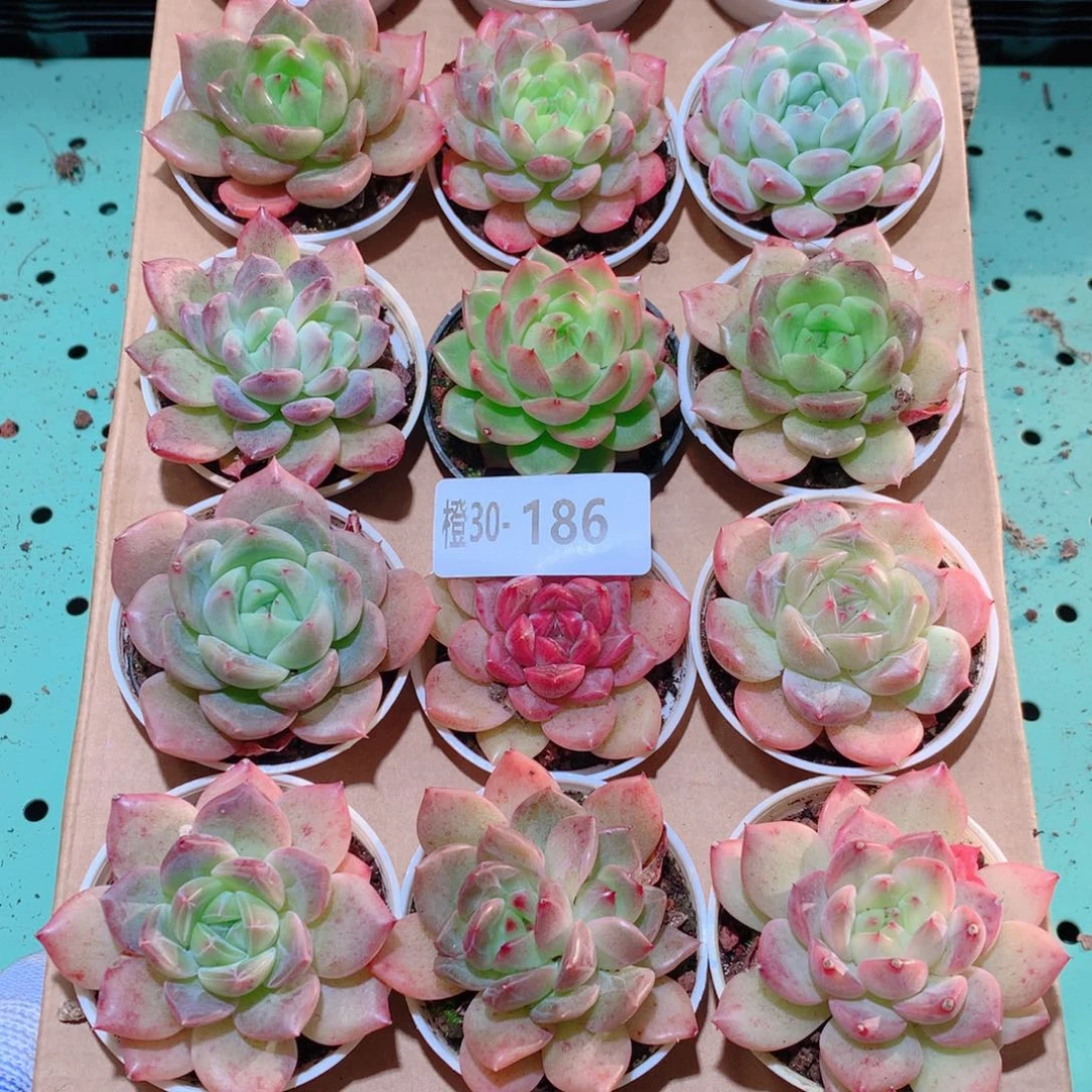 30-186一物一拍多肉带盆18颗
