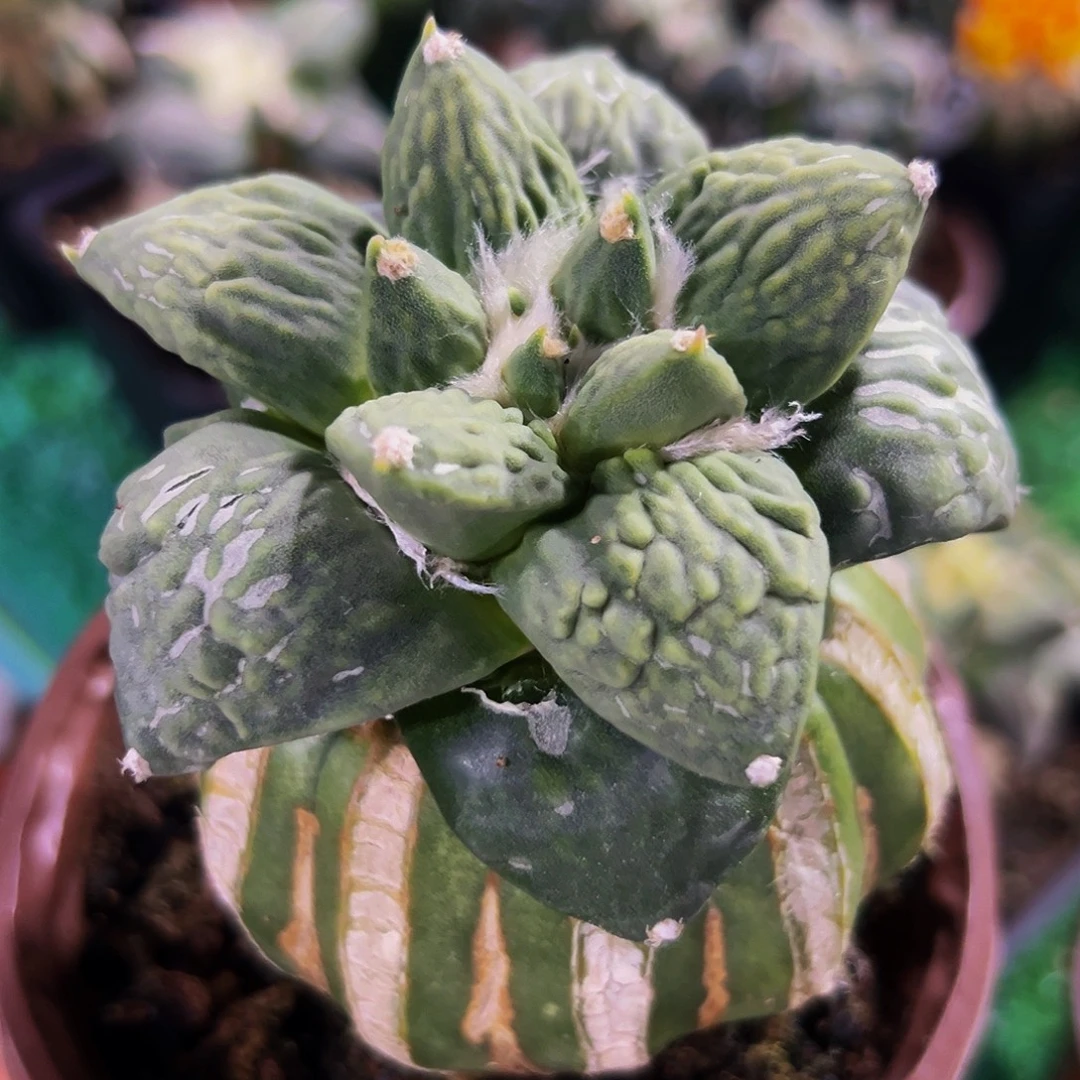 无花朵福利怒涛牡丹857