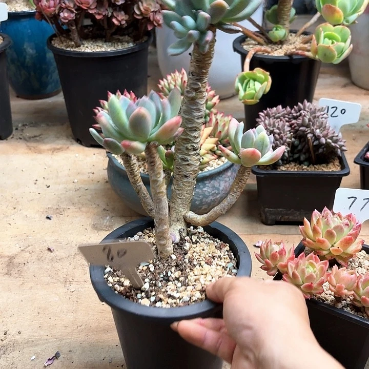 多肉植物，灰姑娘80号