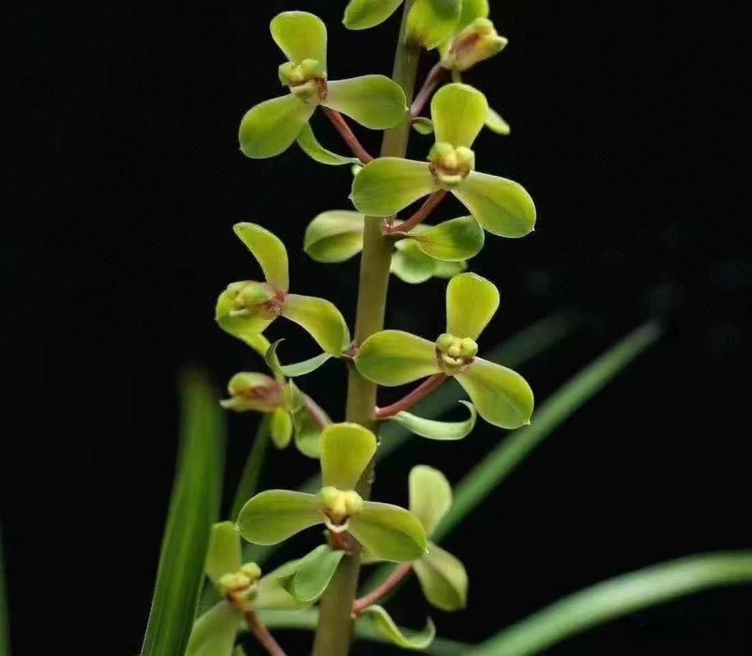 蕙兰名品老八种程梅赤蕙之首程之梅浓香型兰花苗花卉室栽绿植