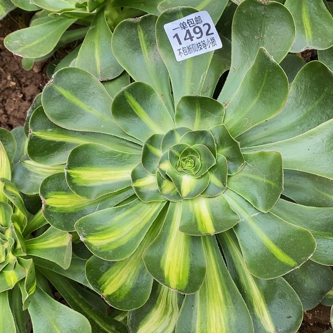 无**主1492暴君多肉叶片收到软榻