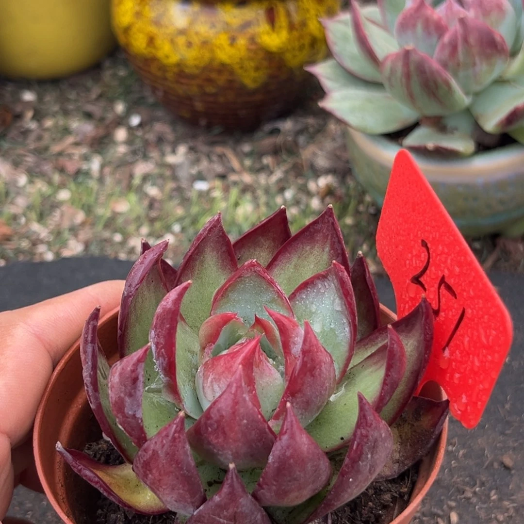 惊鸿仙子多肉植物251
