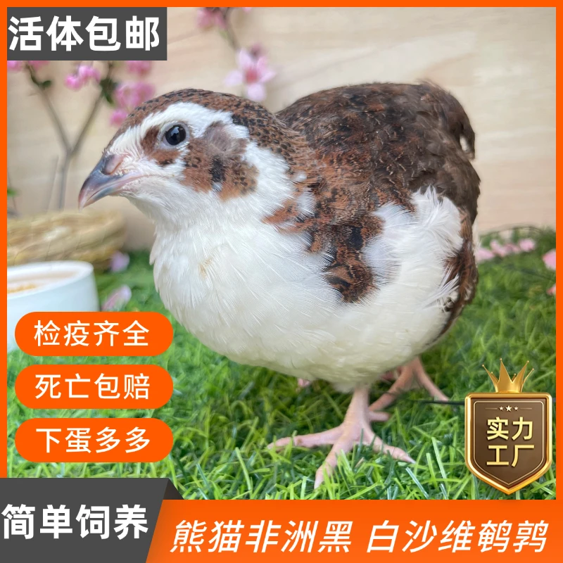 巨型白沙维 熊猫 法巨 非洲黑鹌鹑即将产蛋 阳台萌宠包邮包健康