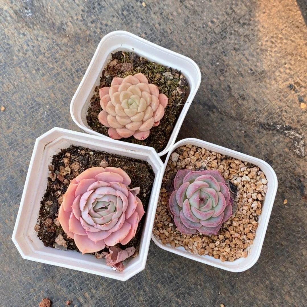 精品多肉一物一拍17