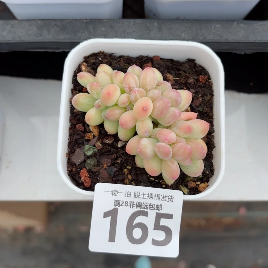 三日月美人缀化无盆土发货