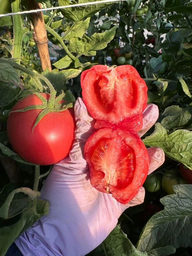 【鹏仔精选】农家新鲜番茄