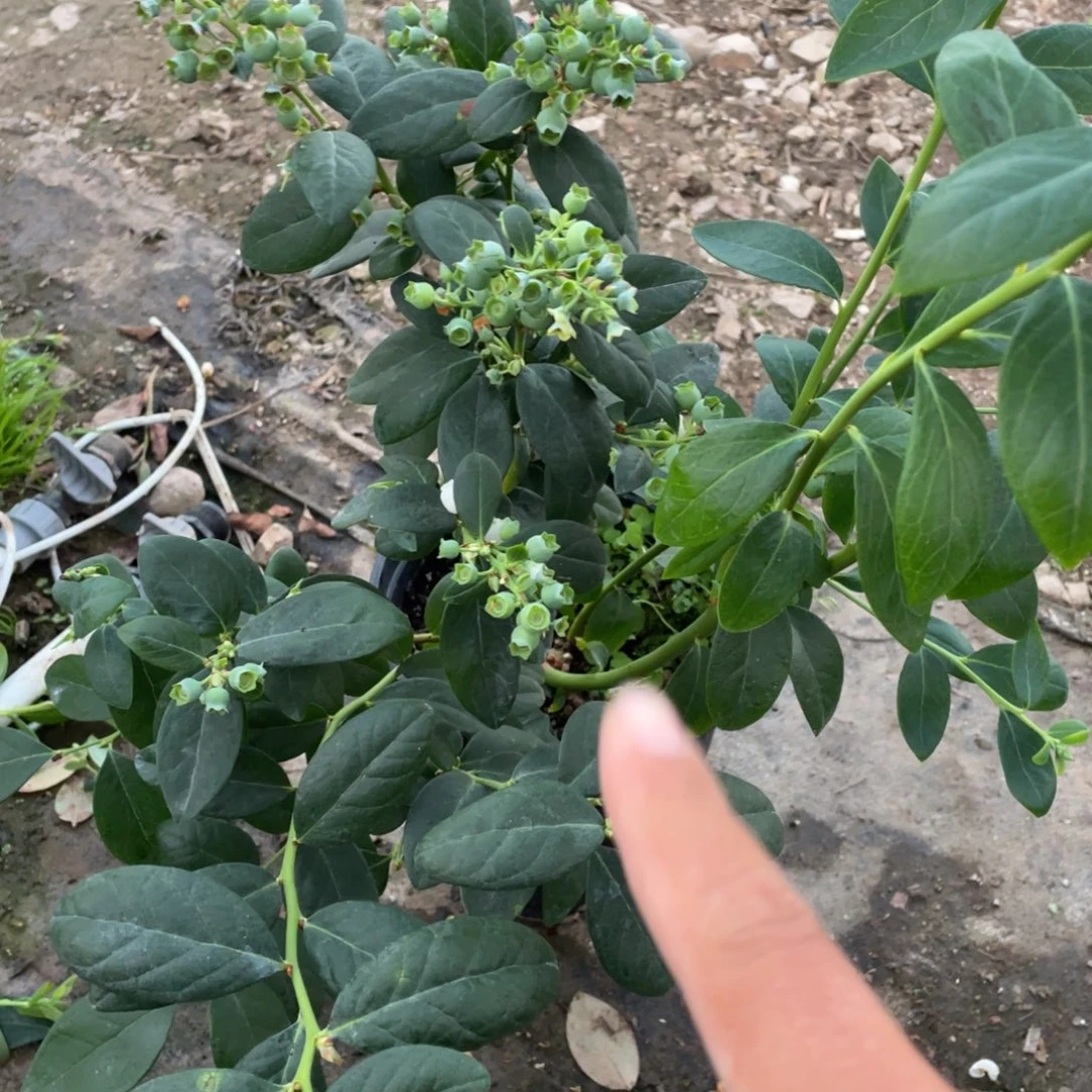 一物一拍，带花带果