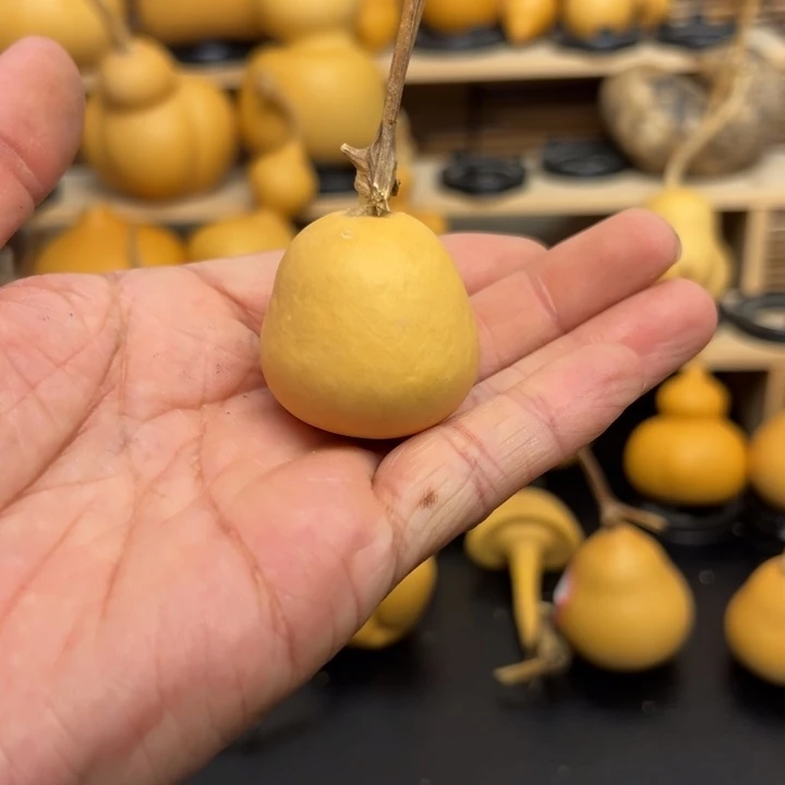 沙*金155258236665999999