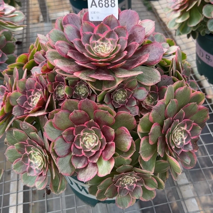 688粉花妖30厘米左右