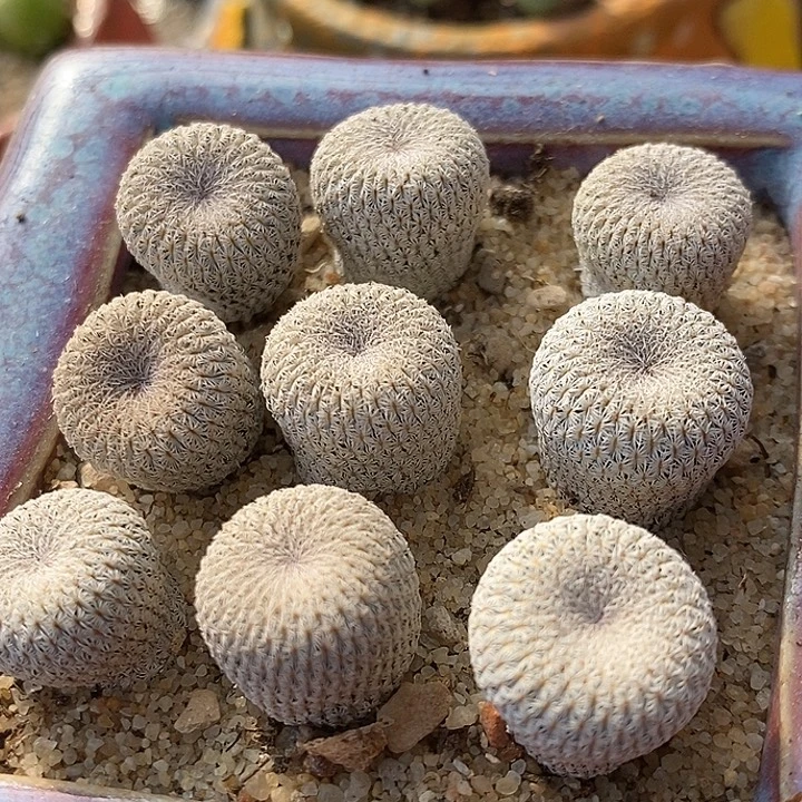 实生月世界一颗。