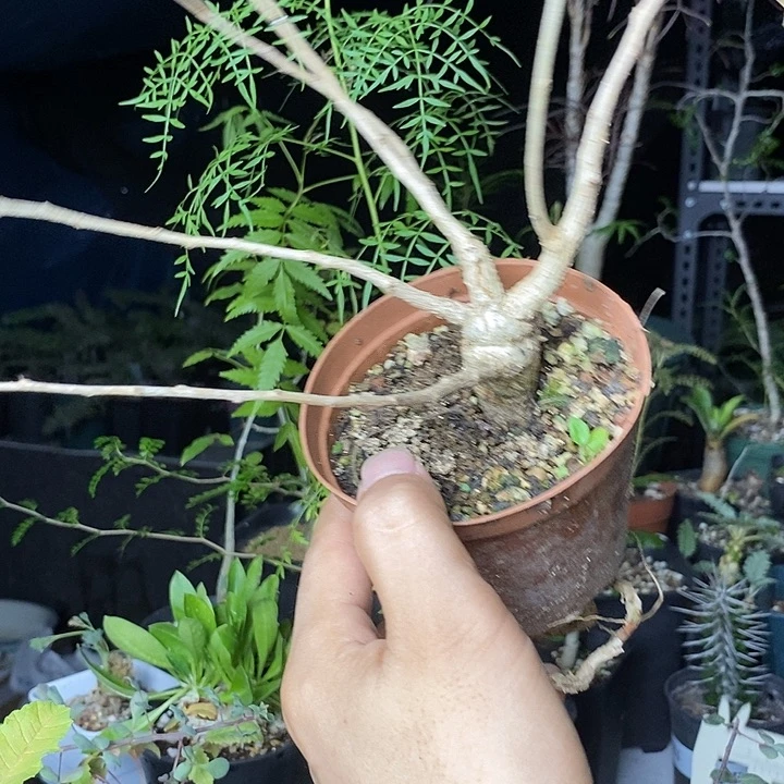尼勒达带盆土多肉植物