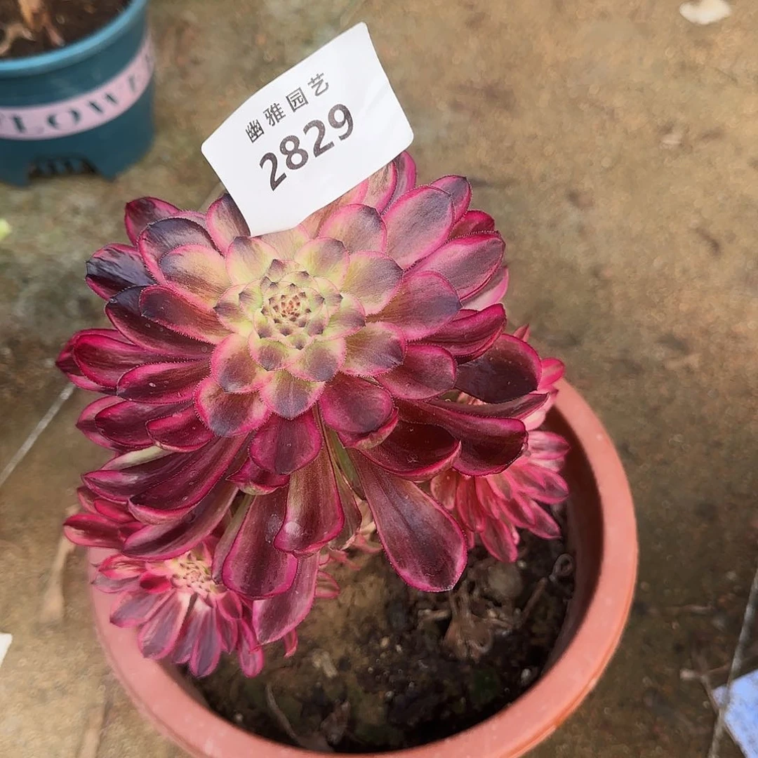 多肉植物琉璃2829