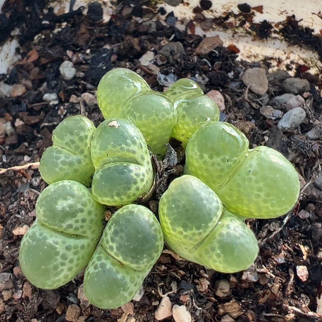 32多肉植物百科植物