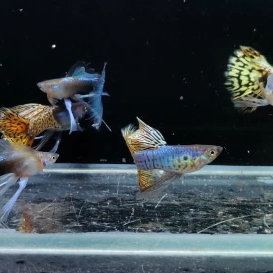 没***兽孔雀鱼长公六条8888