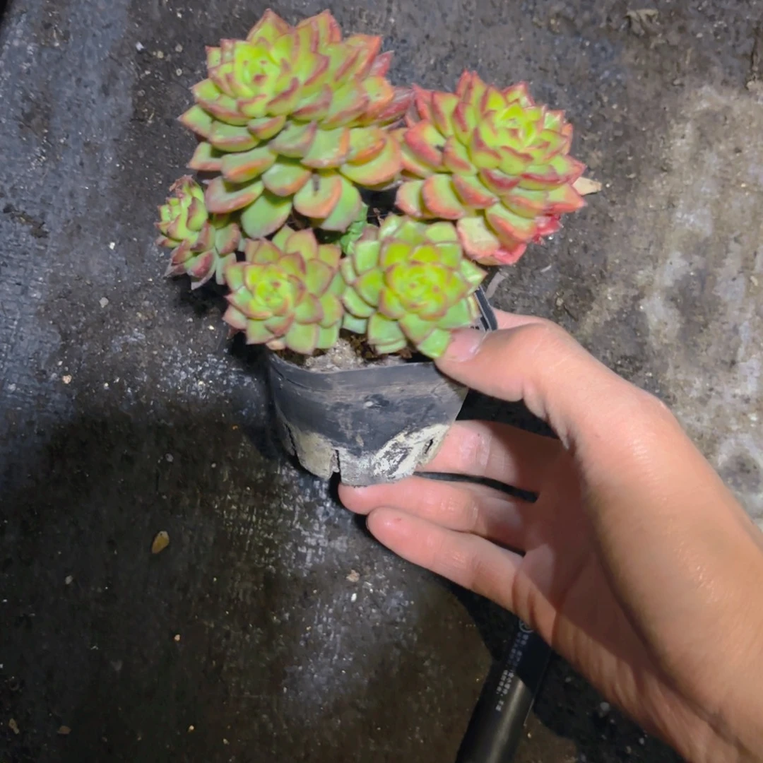火焰蒂亚新疆包邮6.5cm