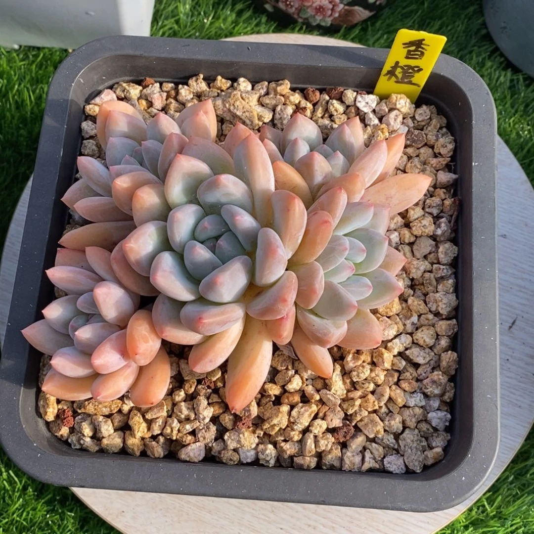 综合链接香橙群生