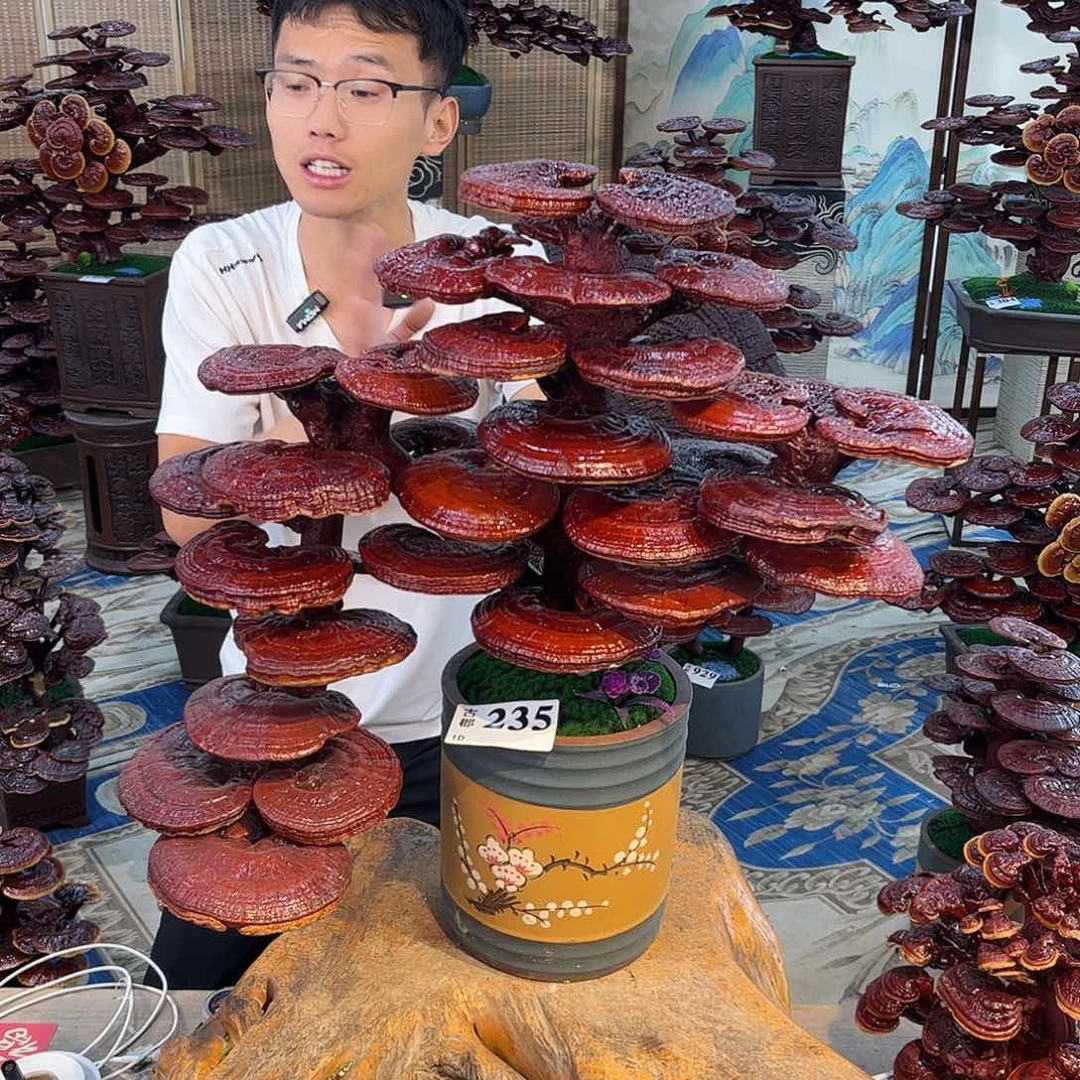 无花朵888888888888888