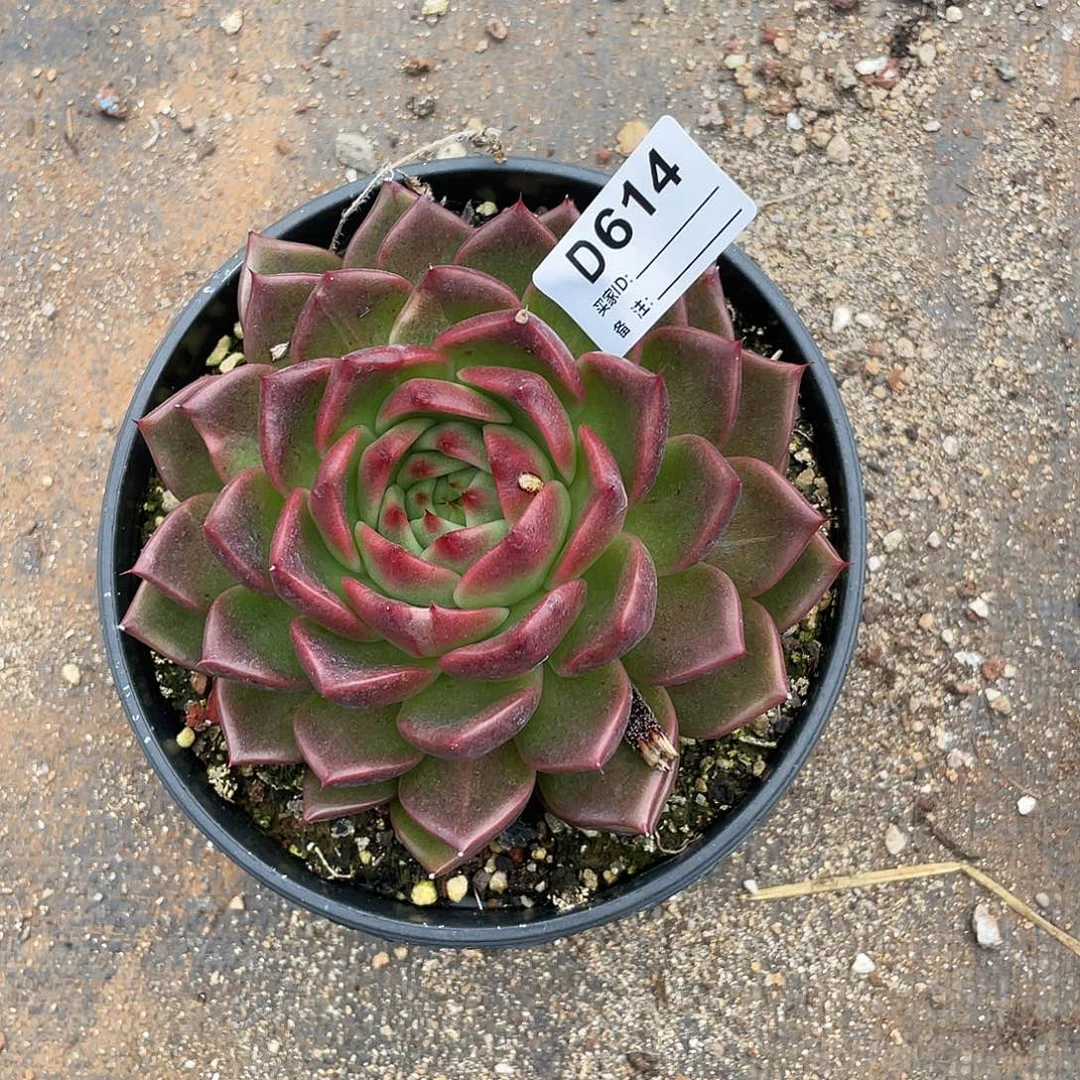 若如东云单拍D614