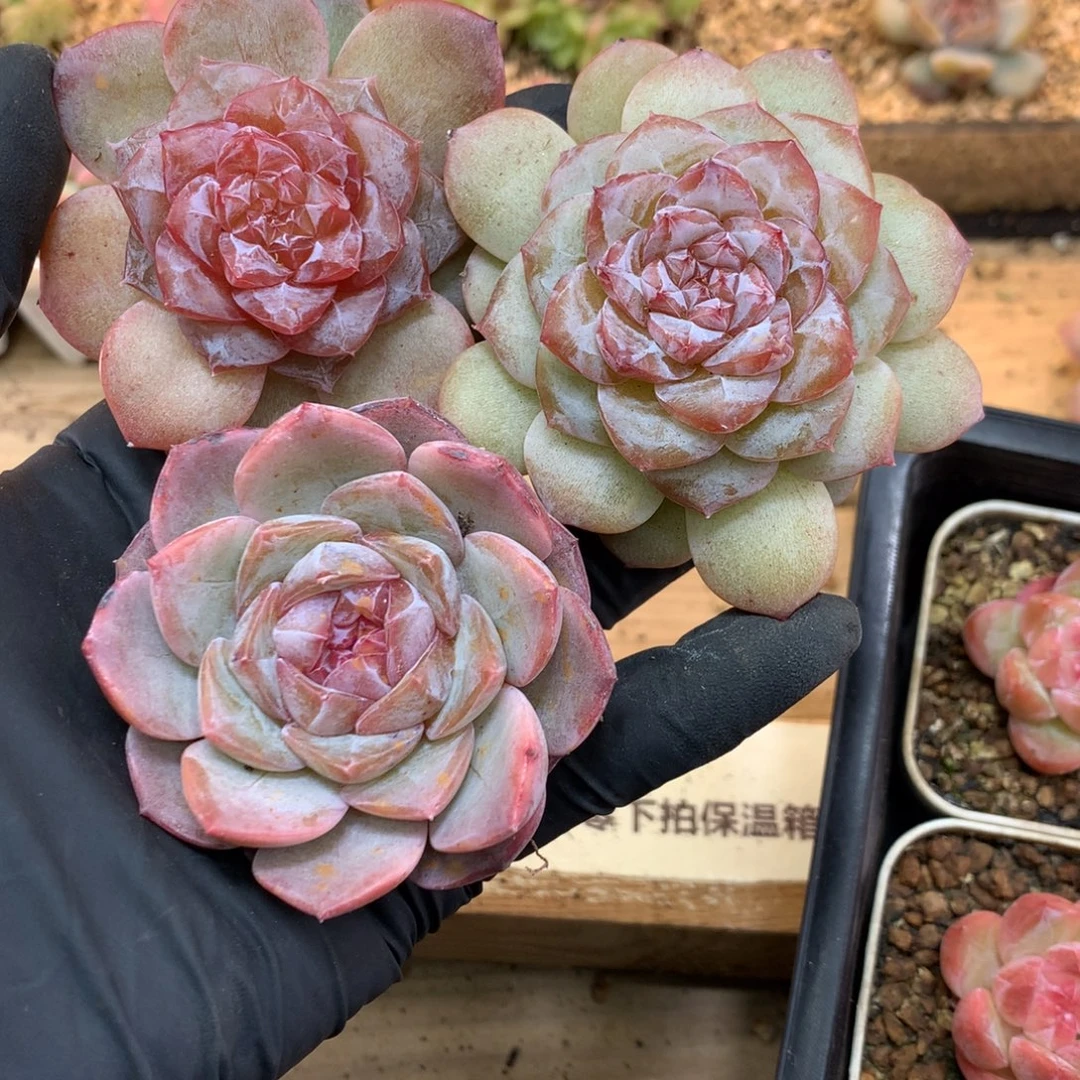 懒羊羊精品一物一拍
