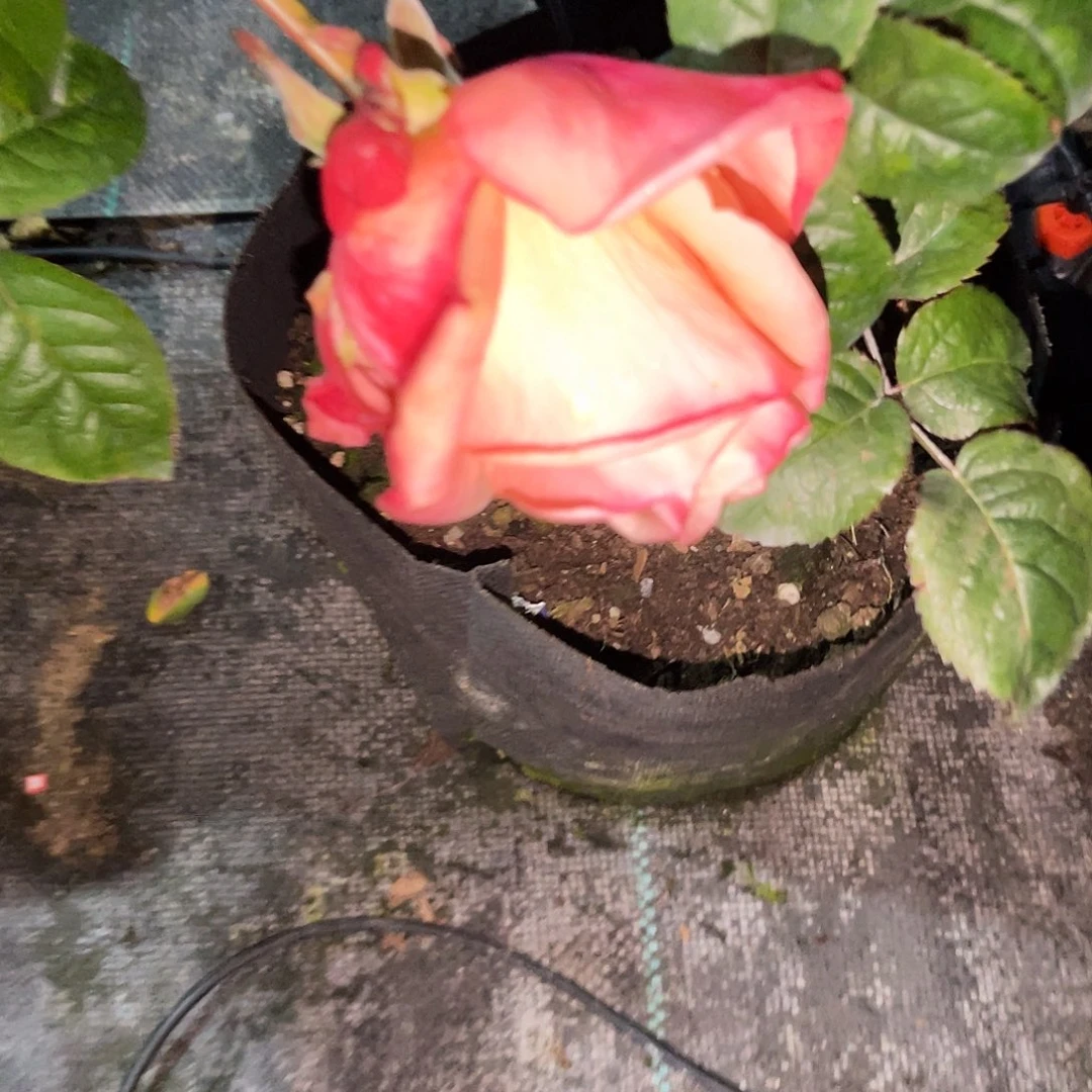 无花朵——温柔山丘 福利款