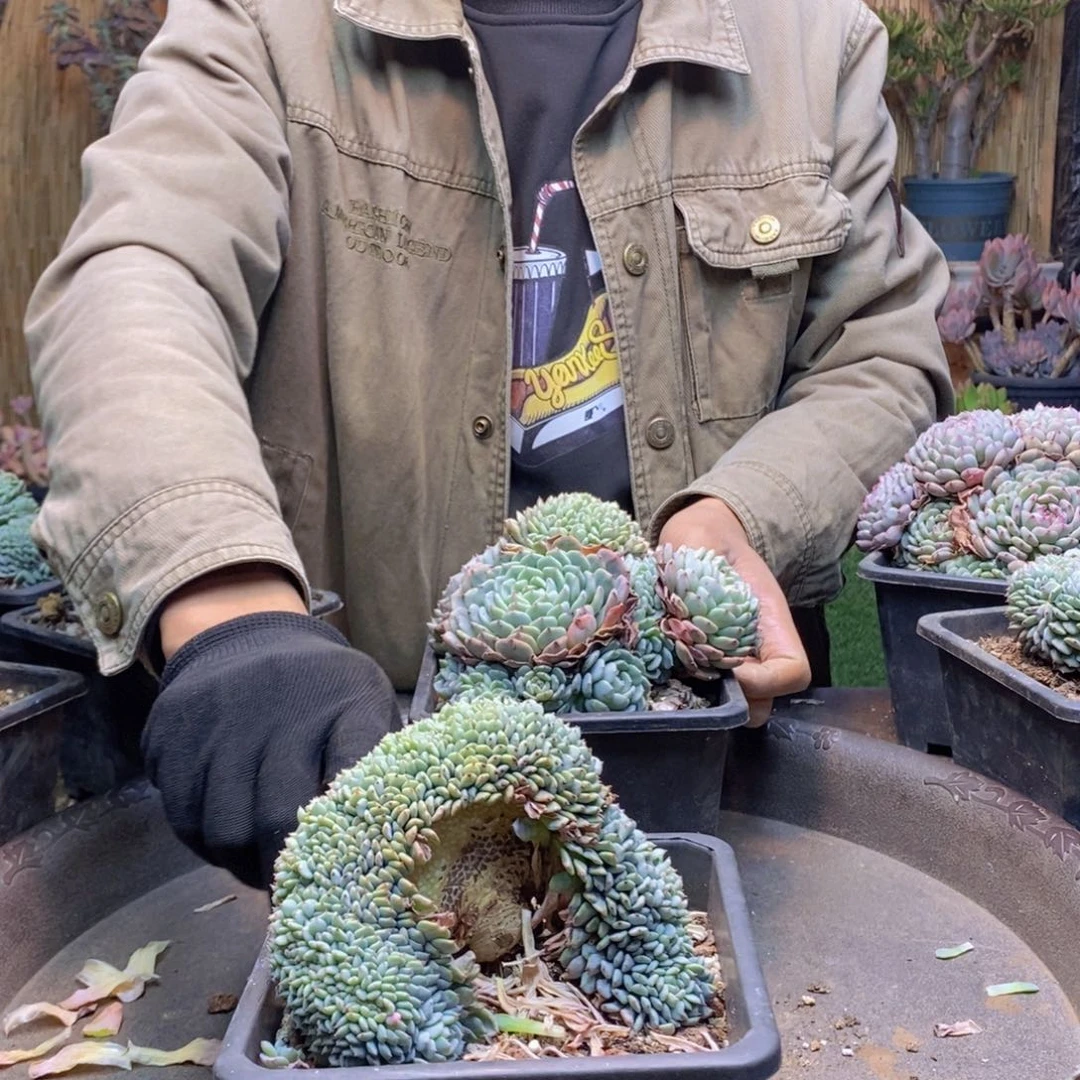 _***无A199号白胖子缀