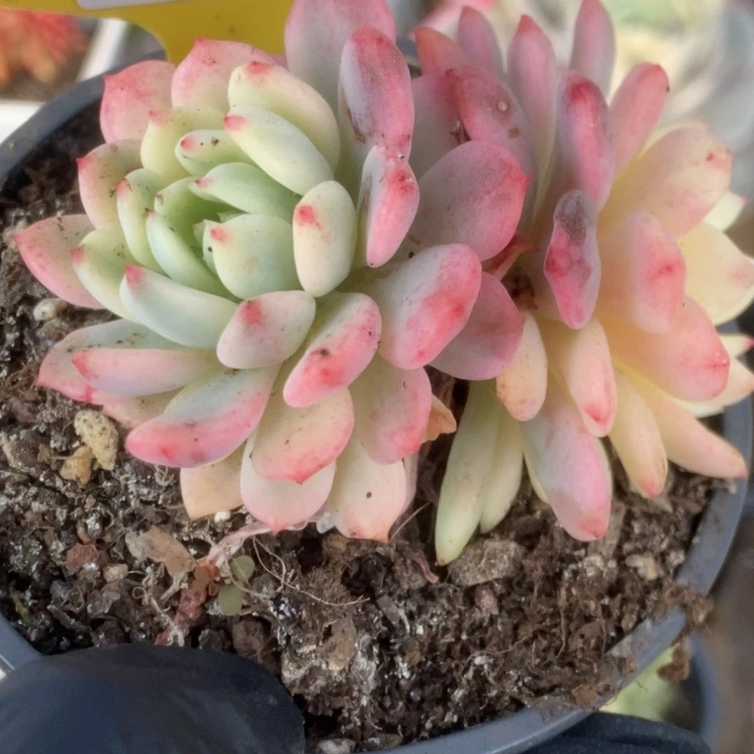 615蓝苹果锦锦锦锦锦锦