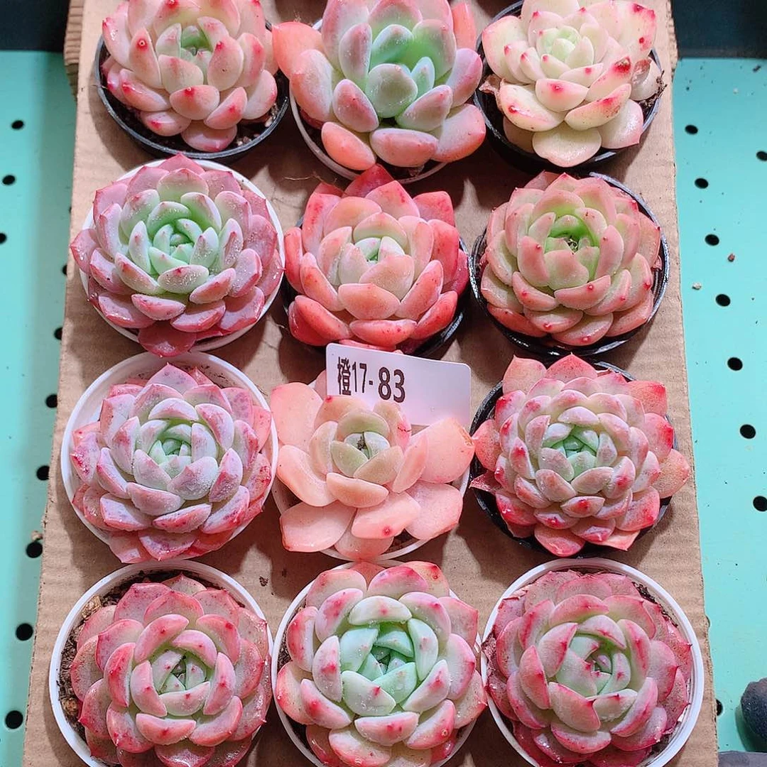 17-83一物一拍带盆18颗