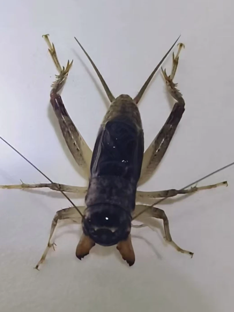 上峰蟋蟀斗性好骨子硬到货包活