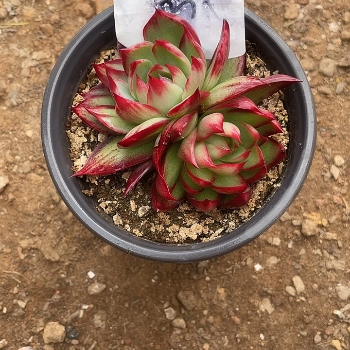 Y***a37//////：：/////////