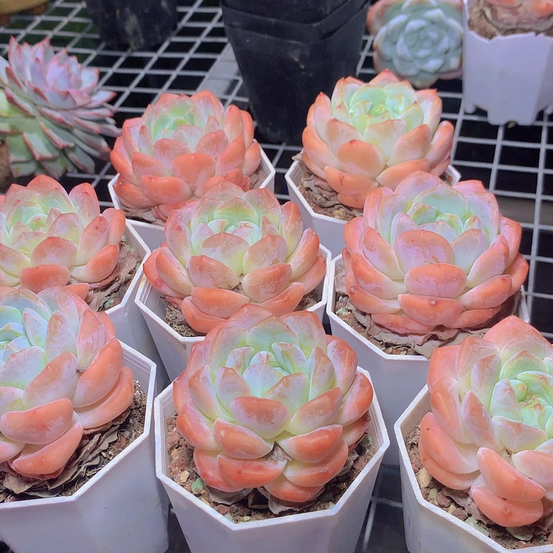 冰橙345788990000000