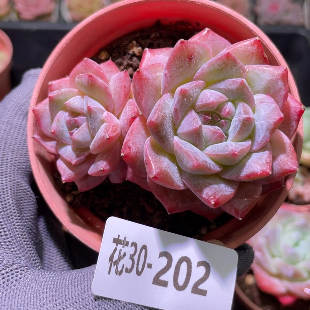 花利美30-202粉钻