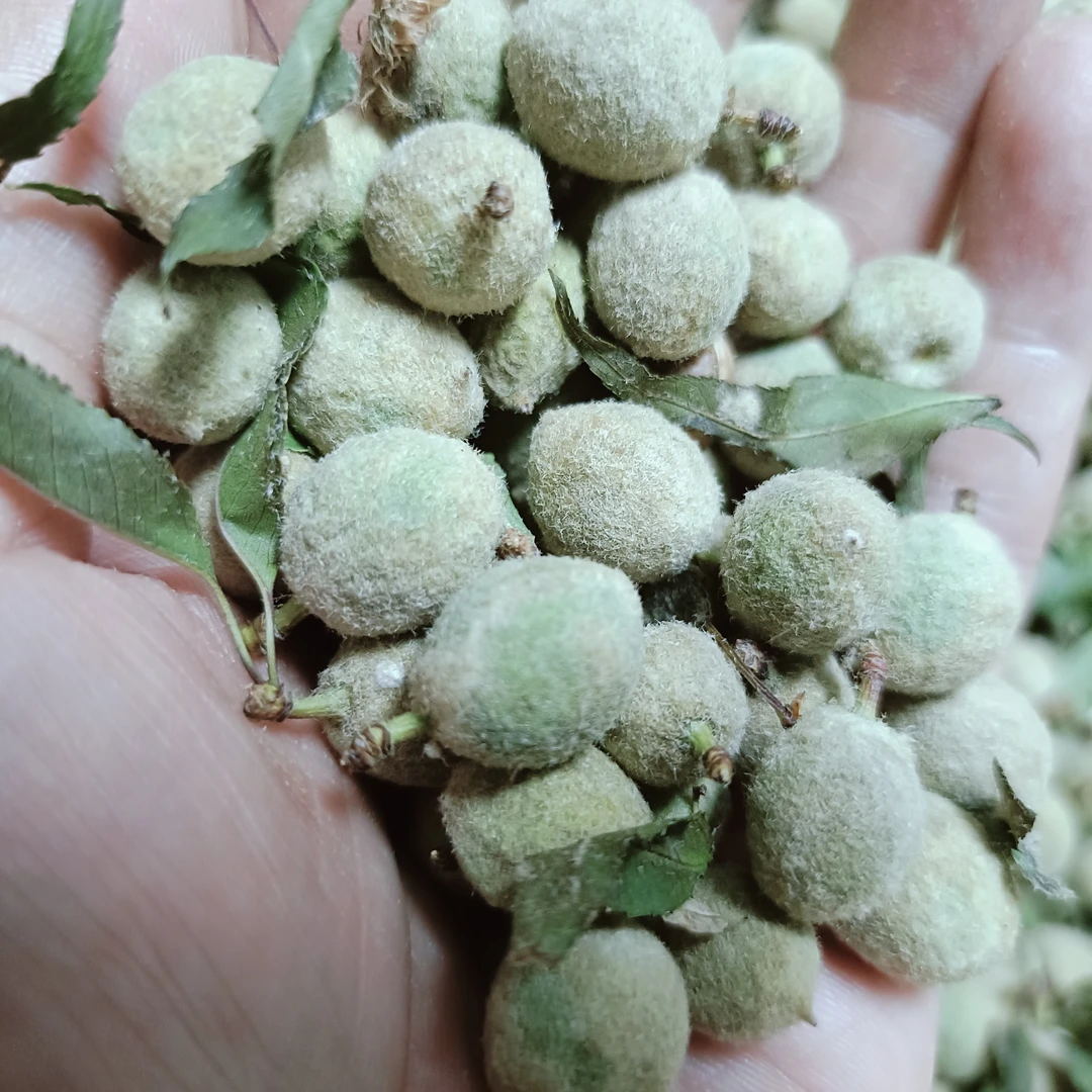 脑纹桃核青皮 青皮脑纹桃核手串料100元50颗