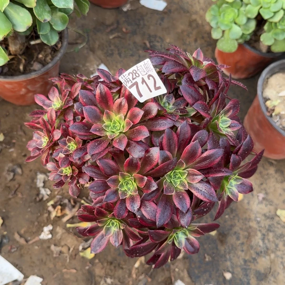 鈭*i安娜多肉瑕疵712满28包邮断枝不包