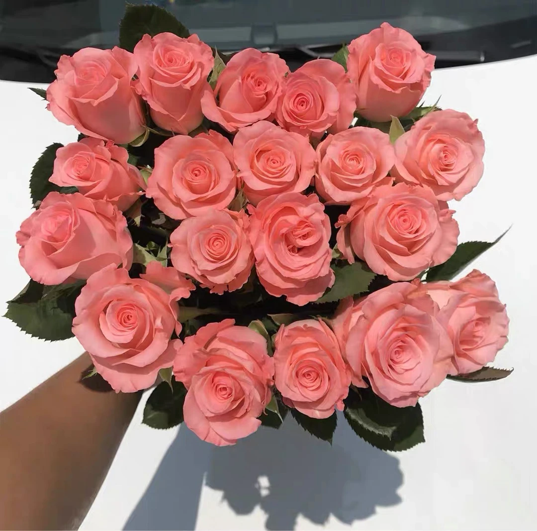 橙香水 云南玫瑰花苗大花浓香四季开花月季老根花卉绿植盆栽植物