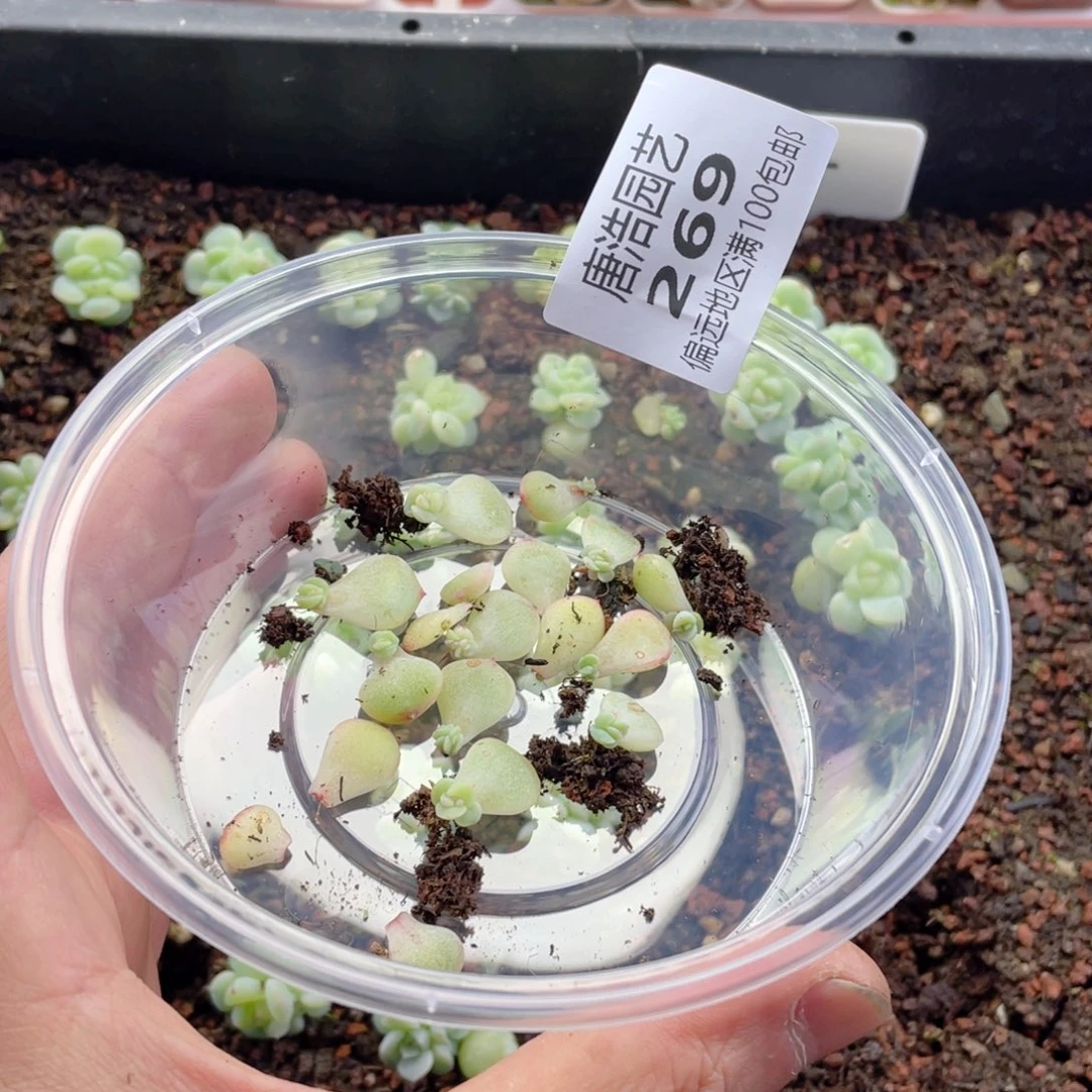 米***粒T14珍妮一物一拍269.