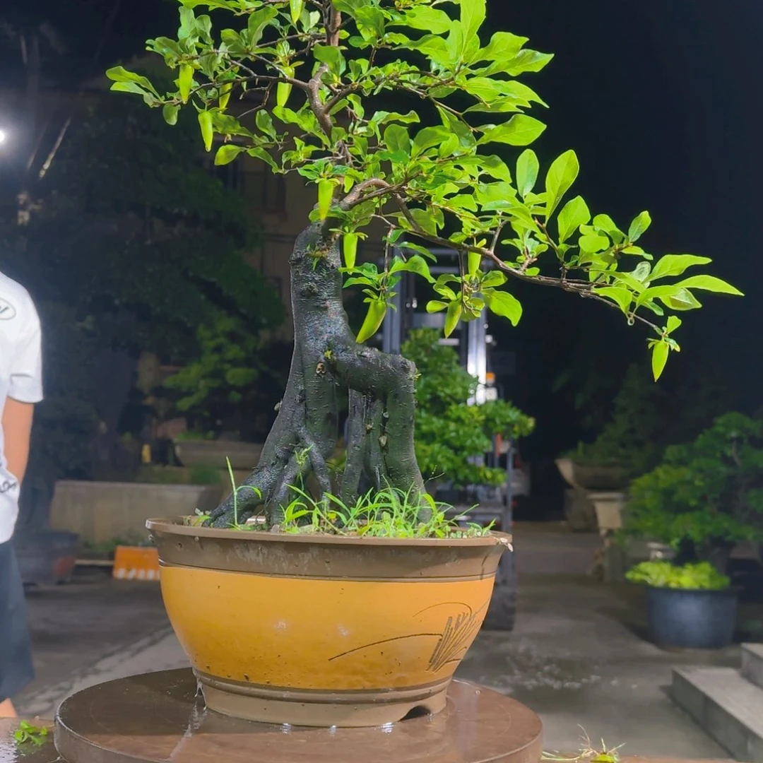 无花朵金蛋子老桩盆景1