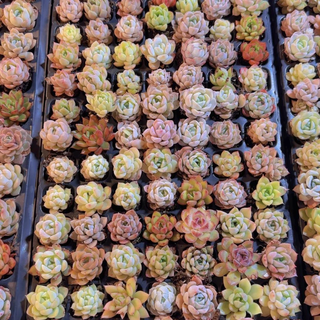 直播一物一拍多肉33