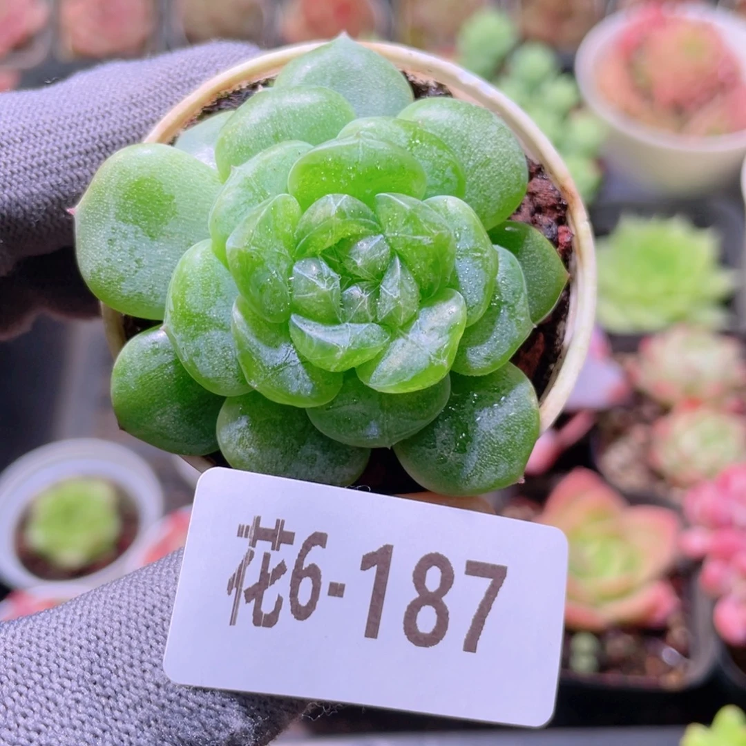 花利美 6-187新品珍妮